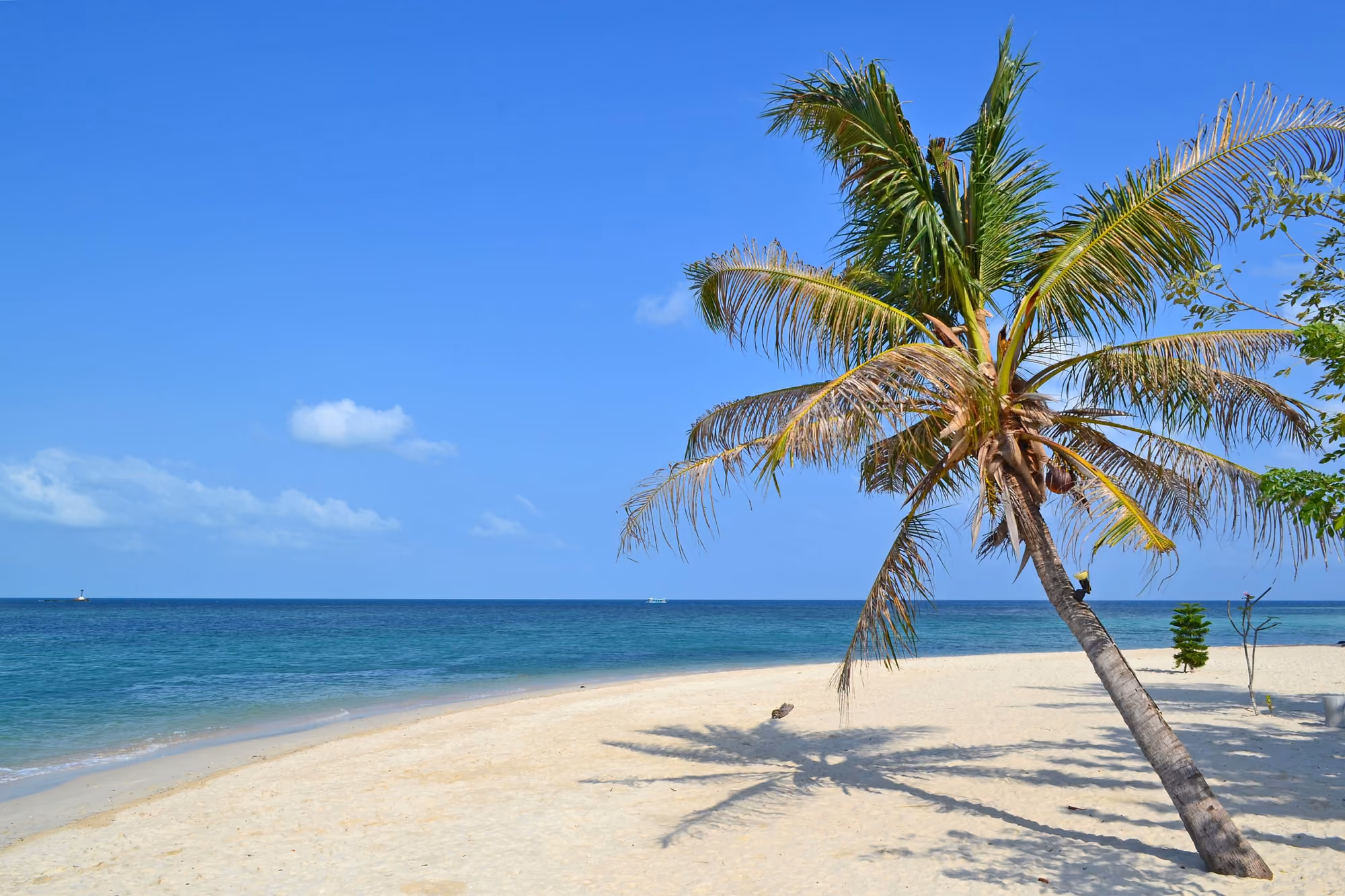 A leaning coconut palm on a white sand beach at Srithanu, with turquoise sea under a clear blue sky