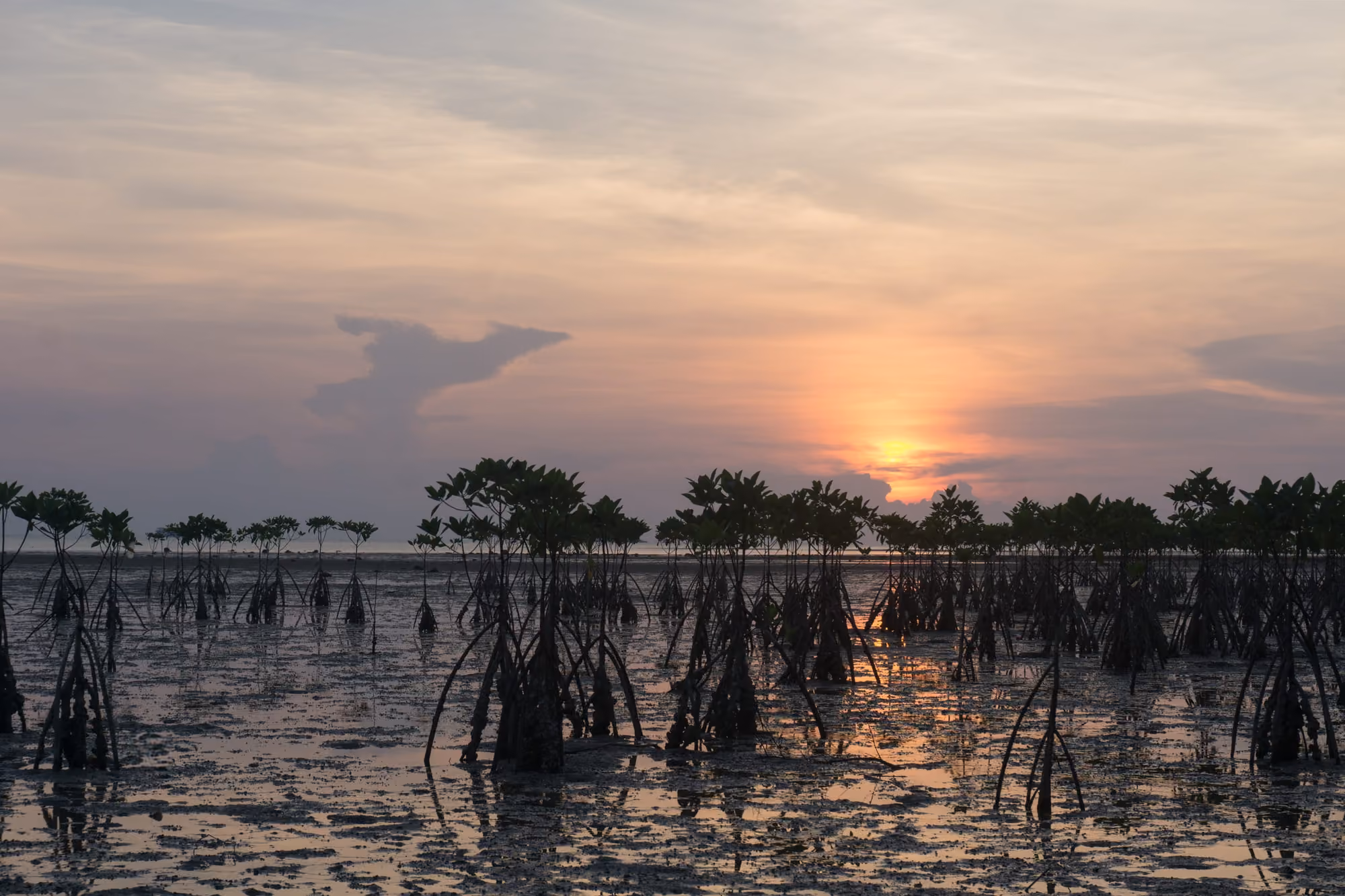 Sunset over young mangrove trees standing on wet tidal flats at low tide on the west coast, the sky pink and orange